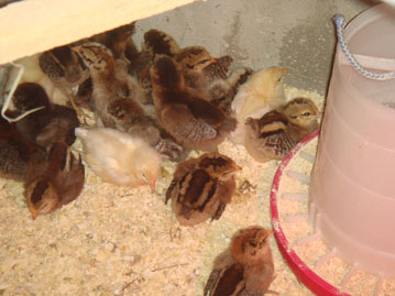 Baby chicks just born