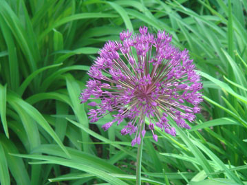 Star-like purple flower