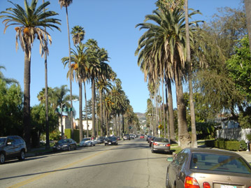 Palm tree-lined boulevard