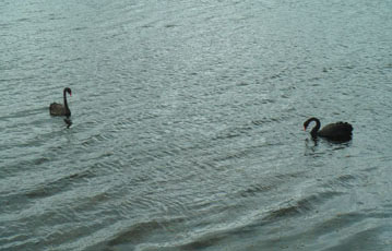 2 Black Swans on open sea