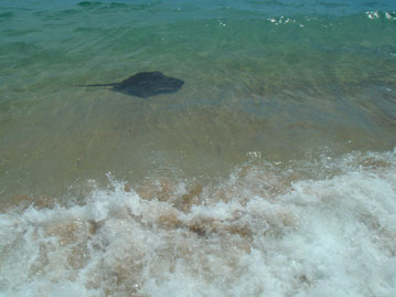 New Zealand--Stingray in the surf