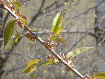 New Leaves in Spring